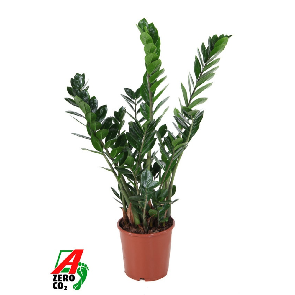 Zamioculcas Zamiifolia P21.