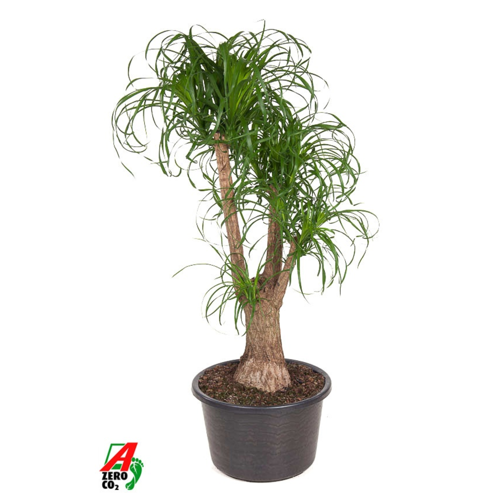 Beaucarnea vertakt P44 - 3ft.