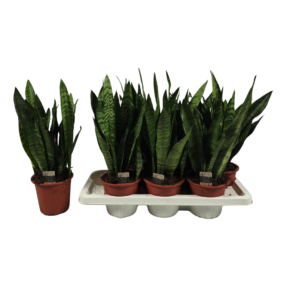 Sansevieria zeylanica 45cm.