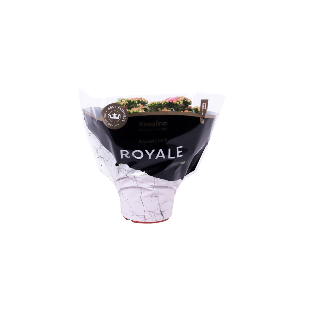 Kalanchoe Rosalina 15cm Royale Alano roze/wit.