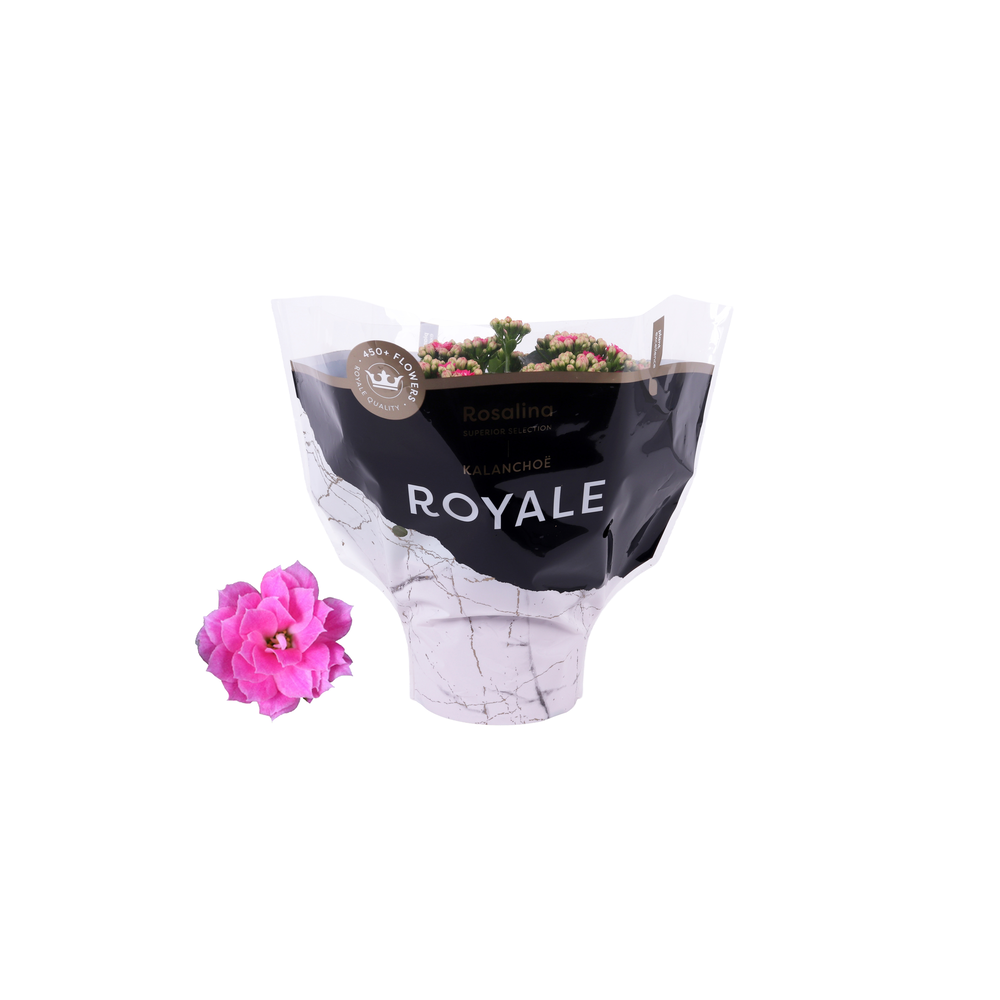 Kalanchoe Rosalina 15cm Royale Nando roze.