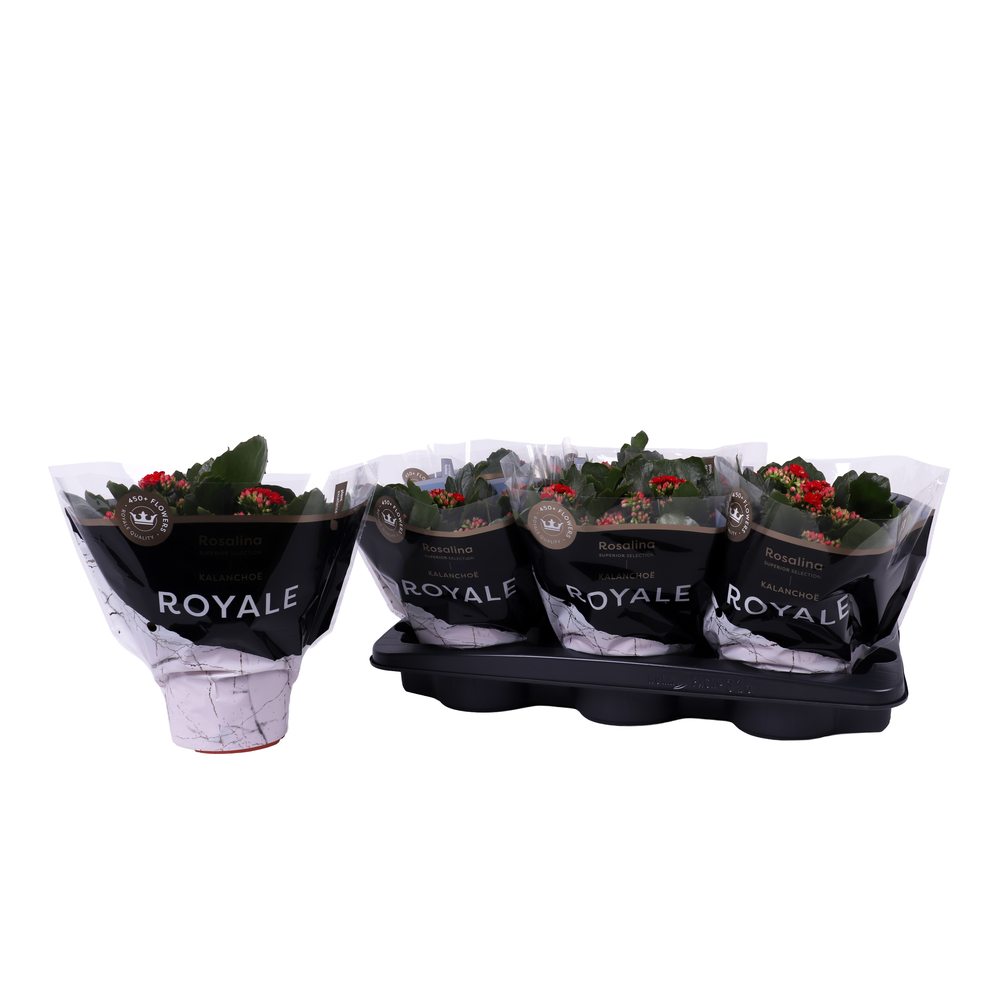 Kalanchoe Rosalina 15cm Royale Justino rood.