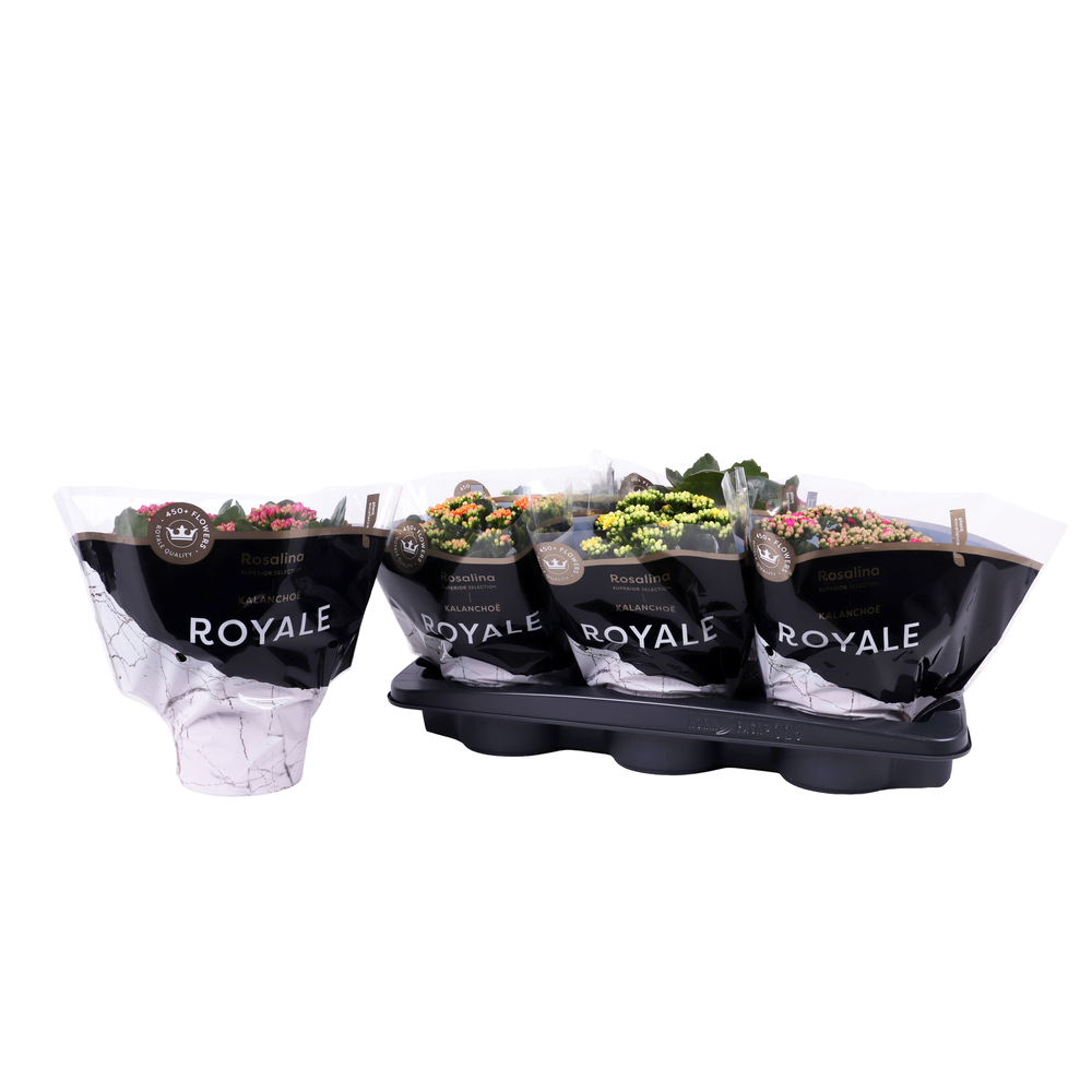 Kalanchoe Rosalina 15cm mix, Royale.