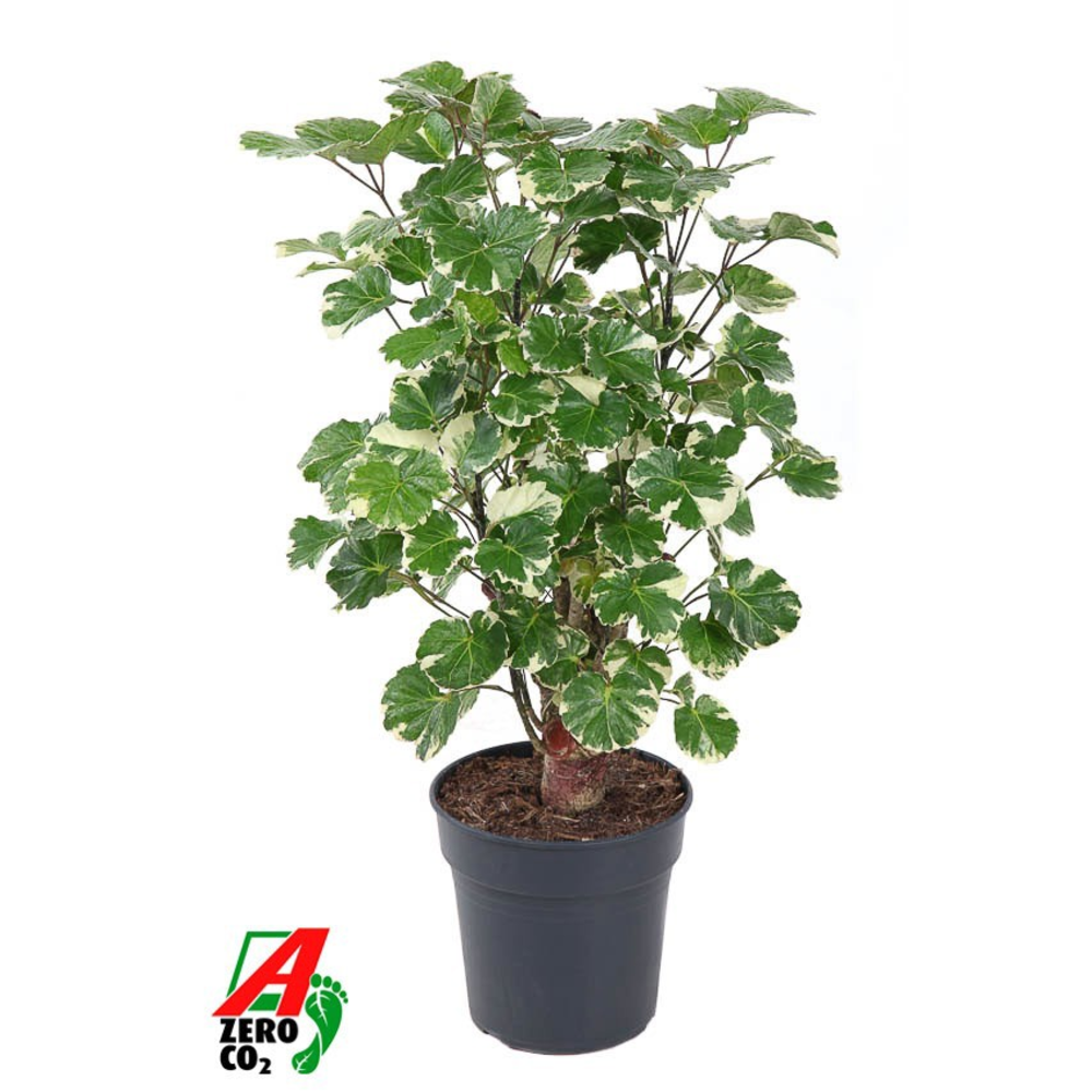 Polyscias Balfouriana vertakt P19.