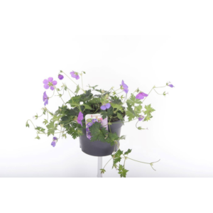 Geranium Rozanne.