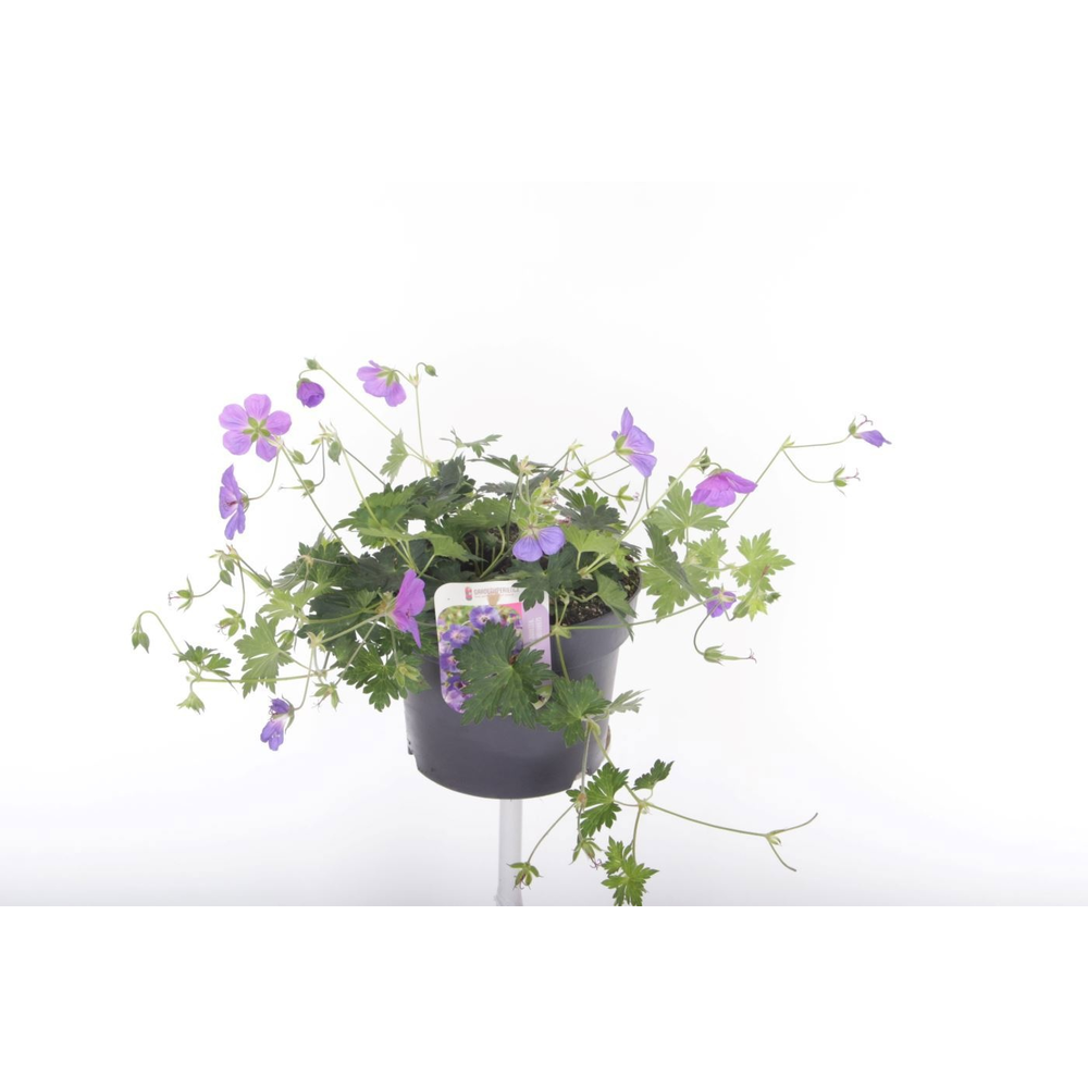 Geranium Rozanne.