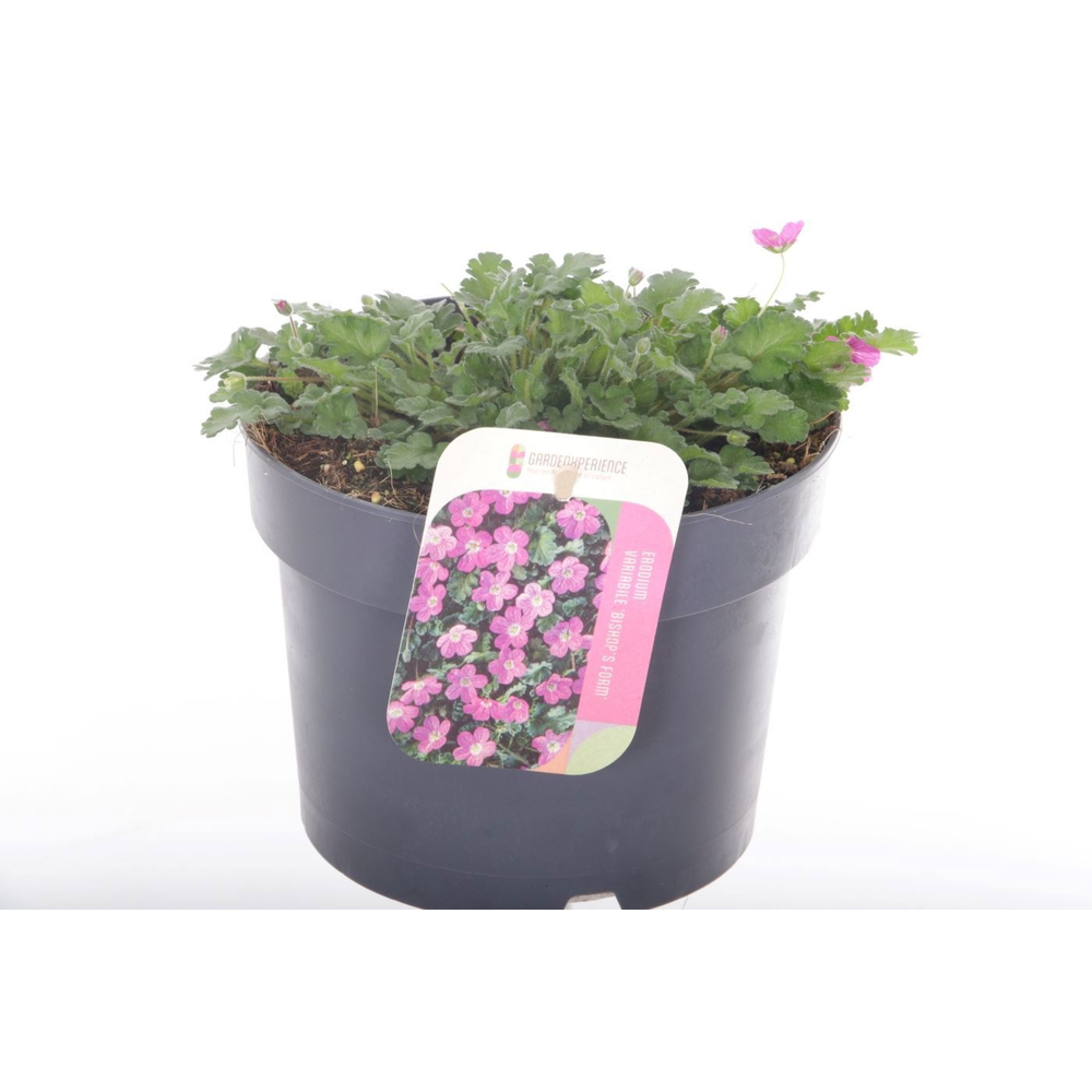Erodium var. Bishop's Form.