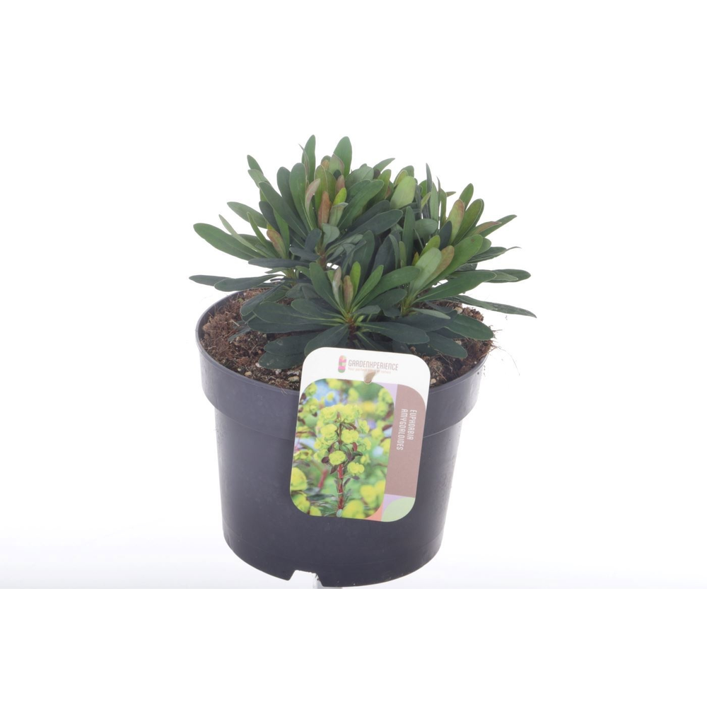 Euphorbia amyg. Purpurea.