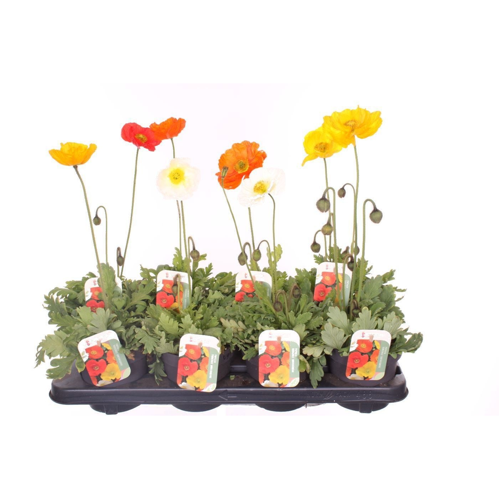Papaver nudicaule Gartenzwerg.