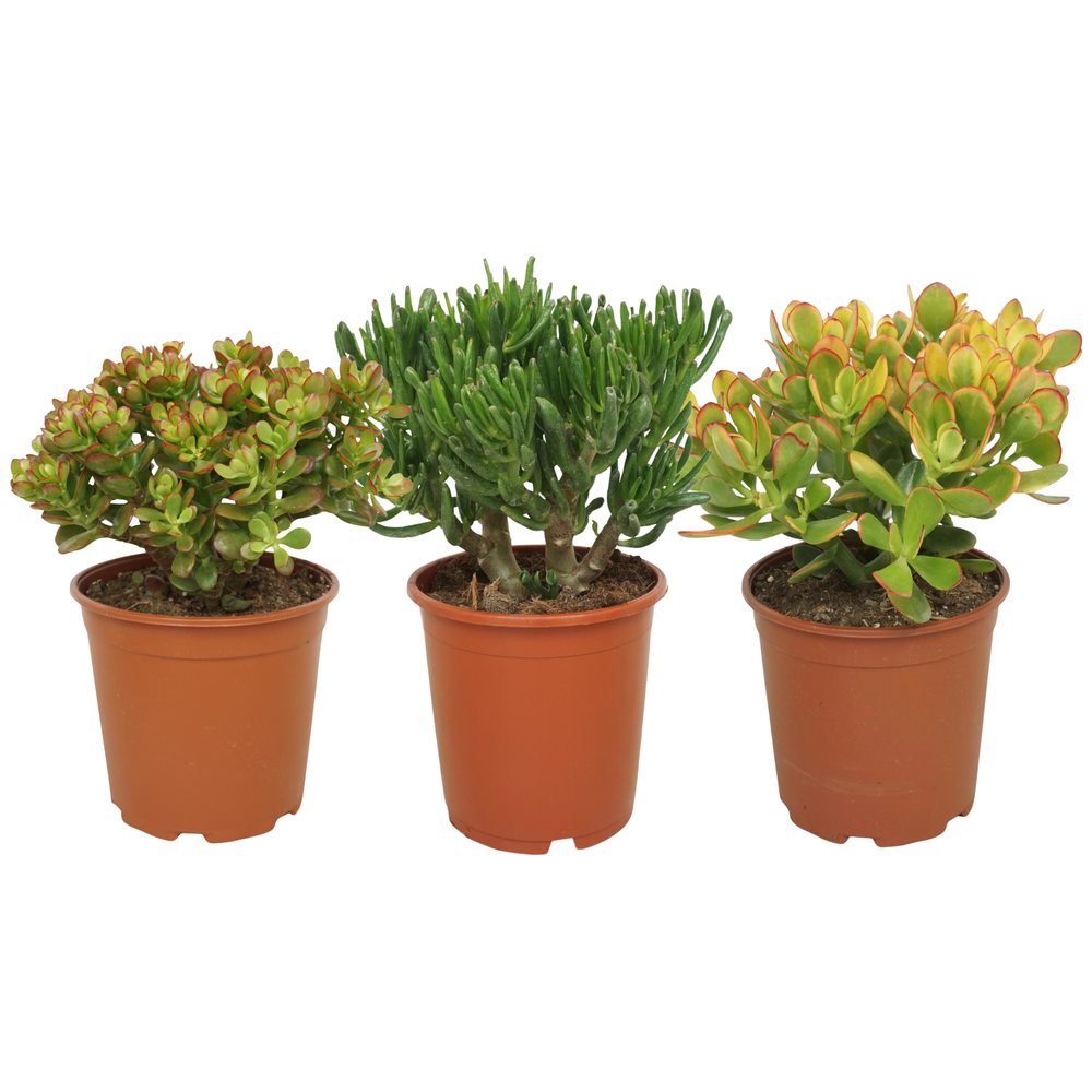 Crassula mix 21 cm.
