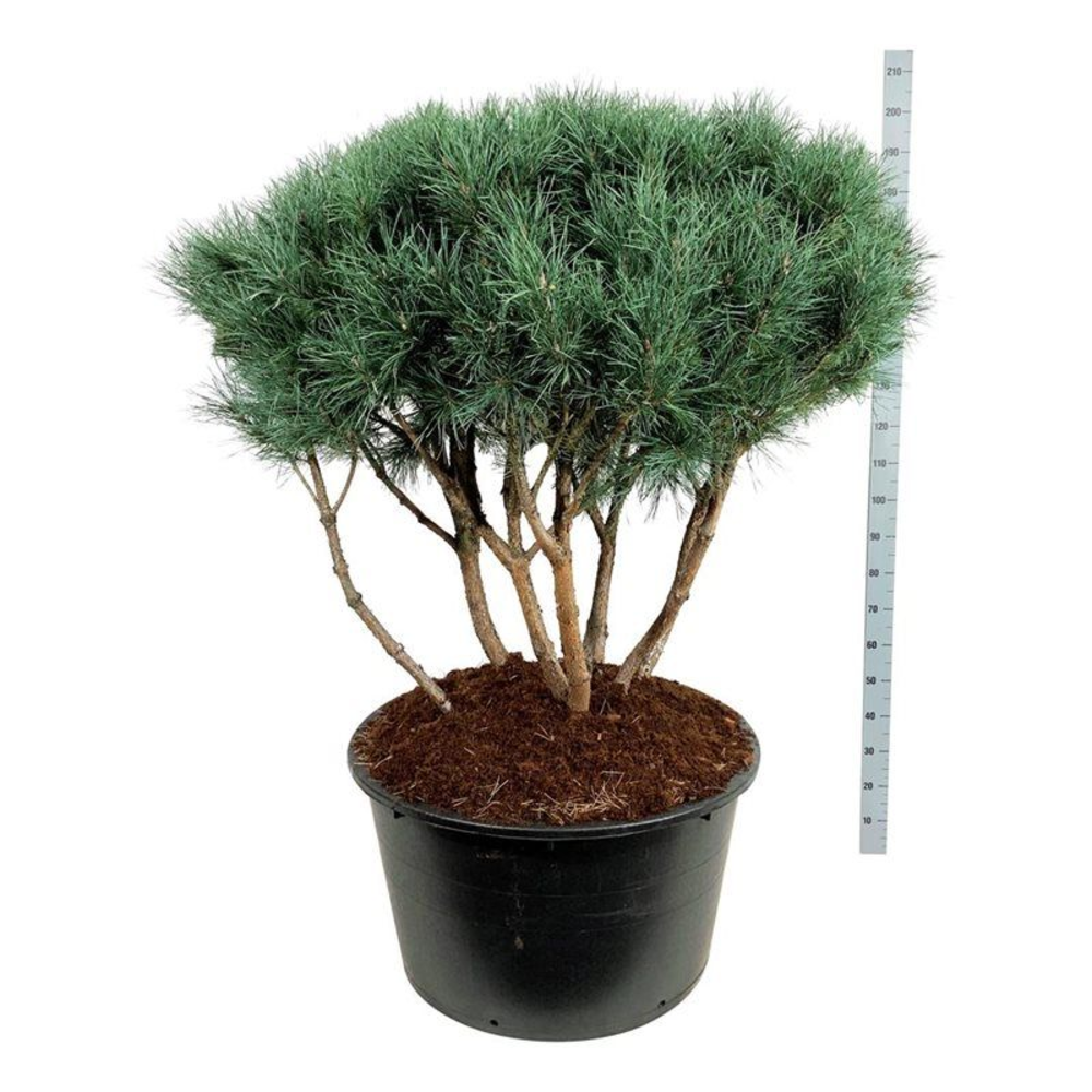 Pinus sylv. 'Watereri'.
