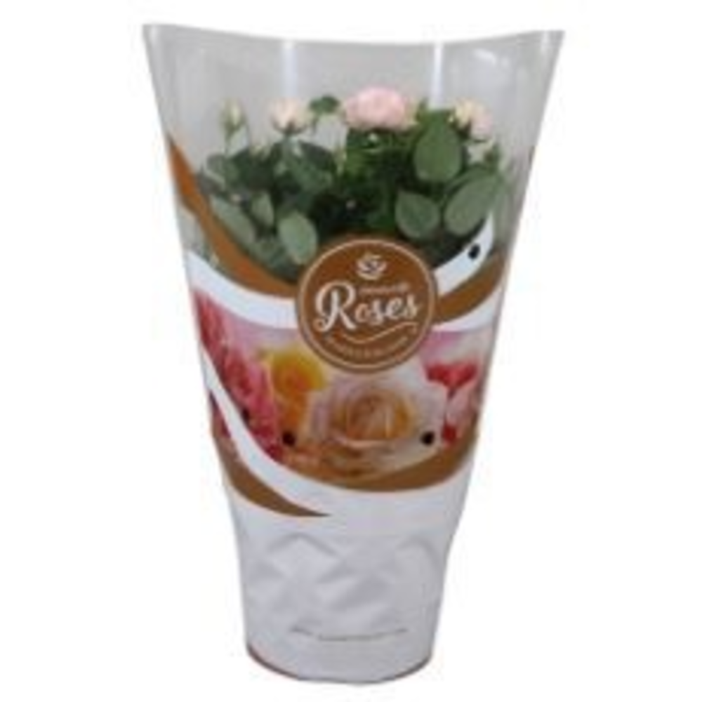 Rosa Favourite Roses light pink+seizoenshoes.