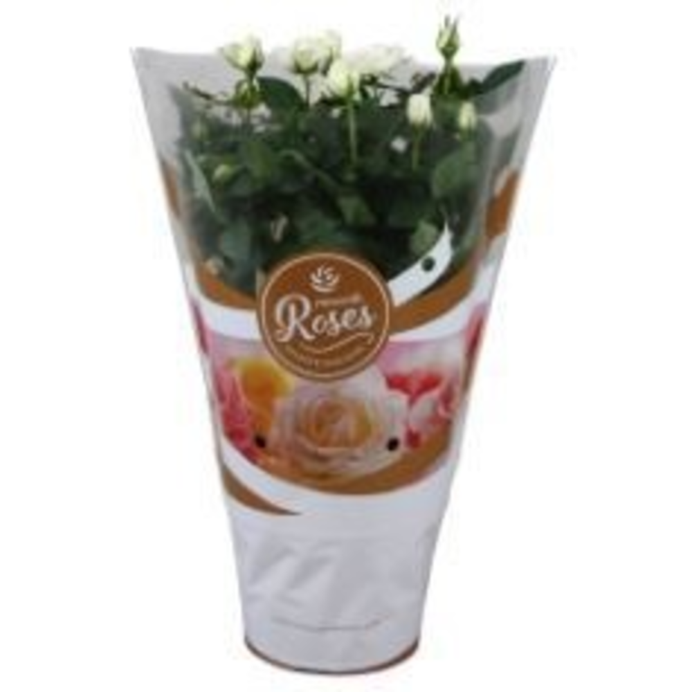 Rosa Favourite Roses white+seizoenshoes.