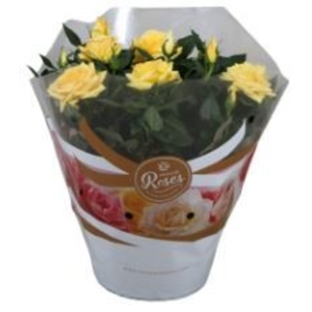 Rosa Favourite Roses yellow schaal +seizoenshoes.