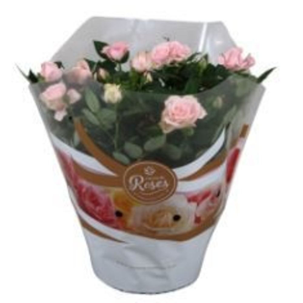 Rosa Favourite Roses light pink schaal +seizoensho.