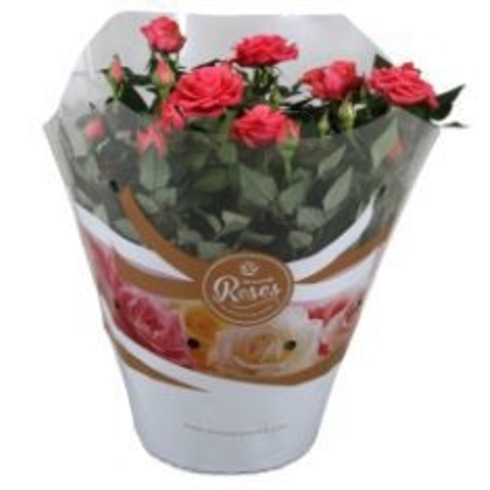 Rosa Favourite Roses pink schaal +seizoenshoes.