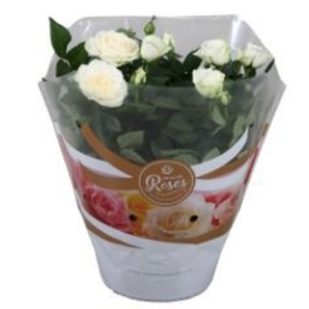 Rosa Favourite Roses white schaal +seizoenshoes.