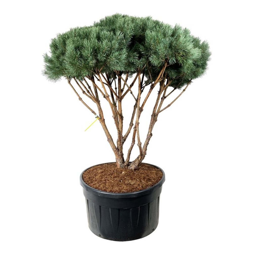 Pinus sylv. 'Watereri'.