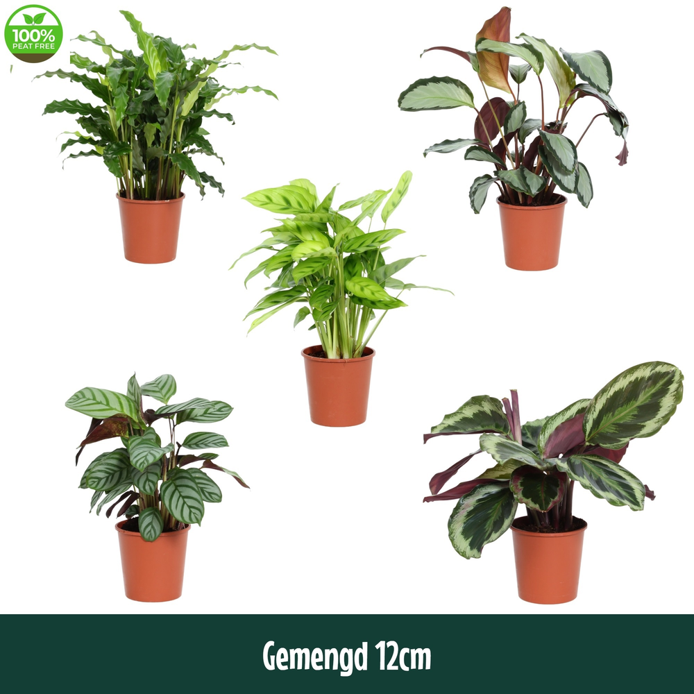 Calathea 12cm gemengd.