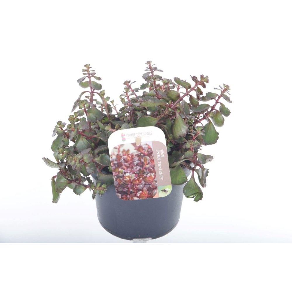 Sedum spurium Purple winter.