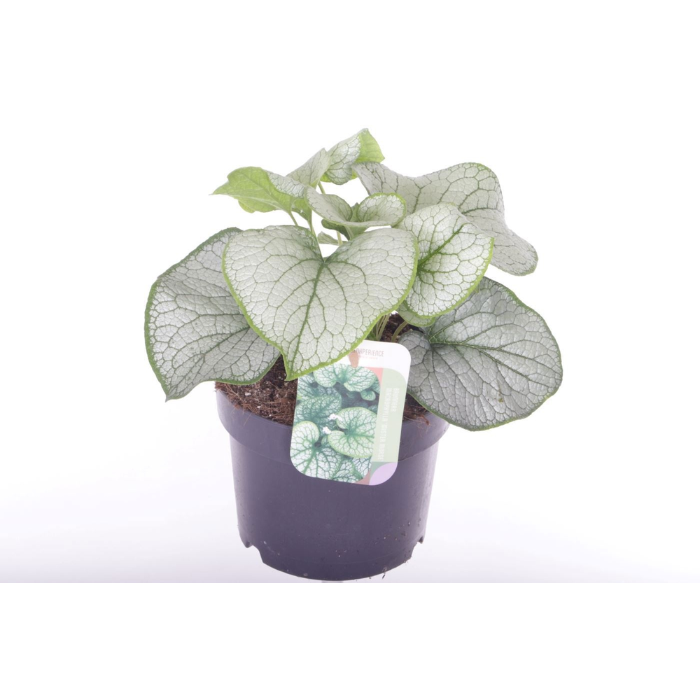 Brunnera Silver Spear.