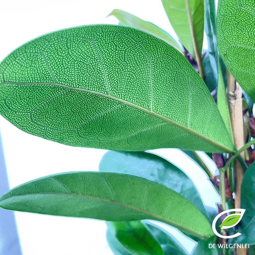 Ficus cyathistipula p21.