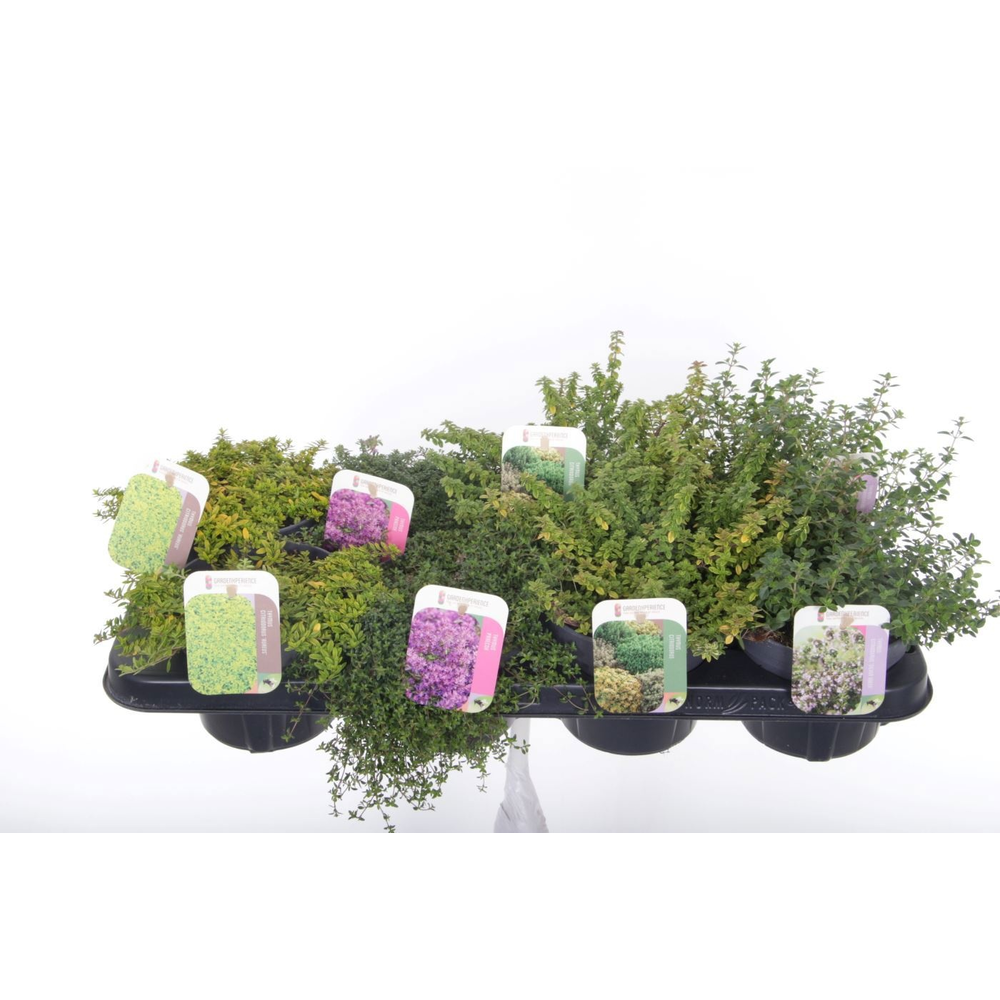 Thymus mix.