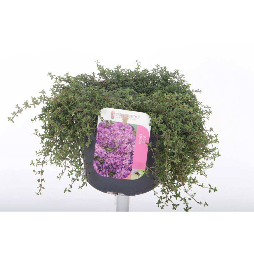 Thymus praecox Red Carpet.