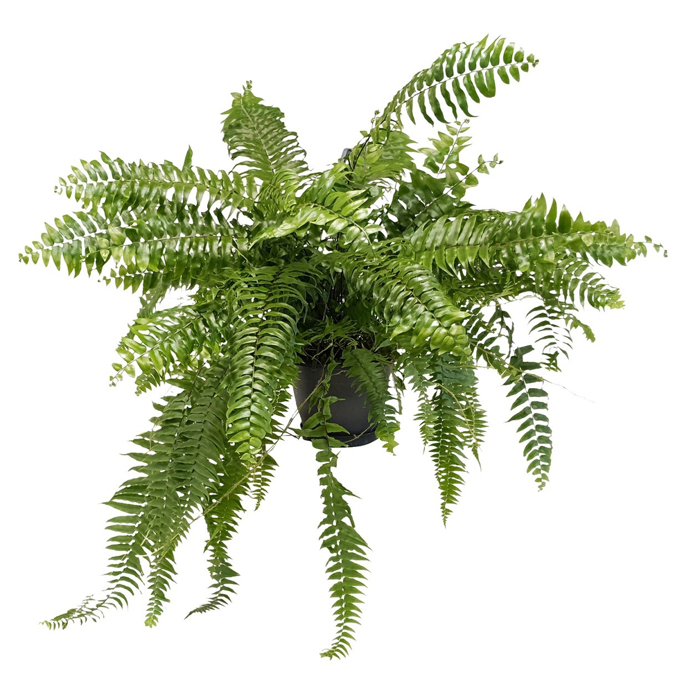 Nephrolepis Macho.