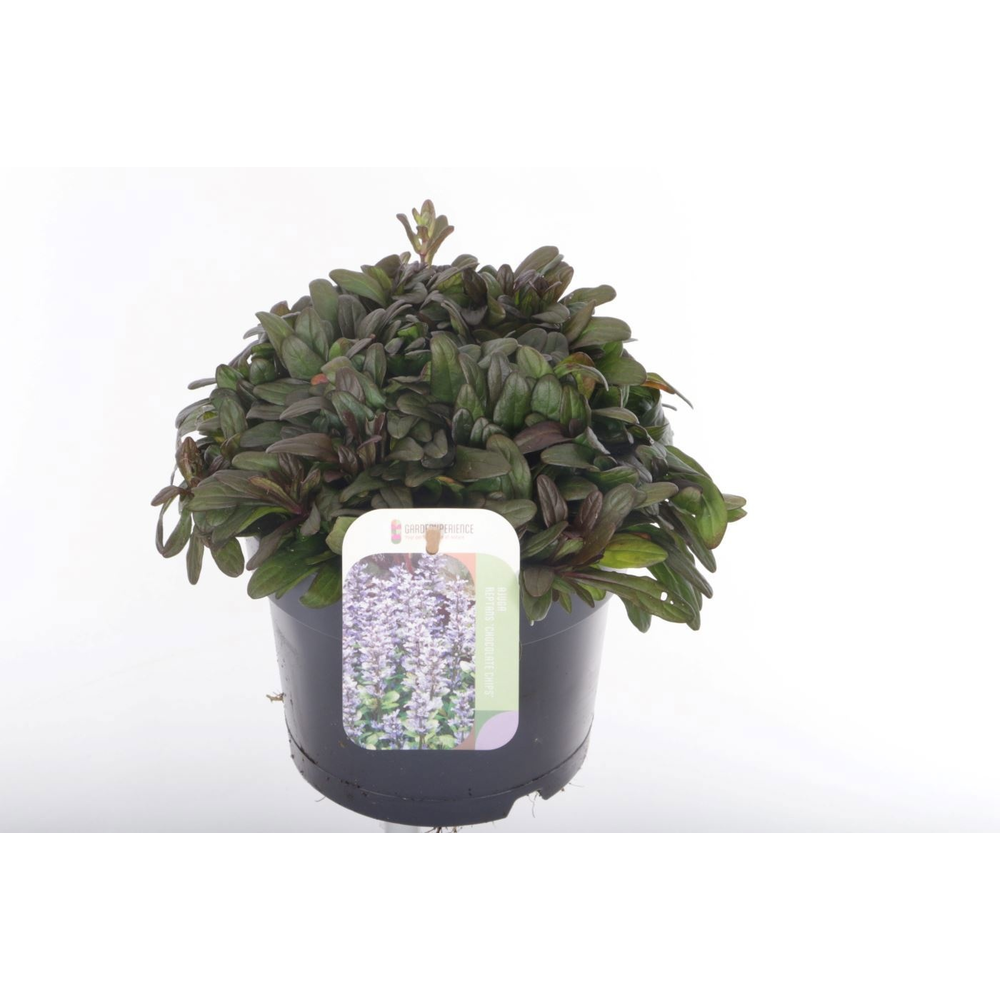 Ajuga reptans Chocolate Chips.