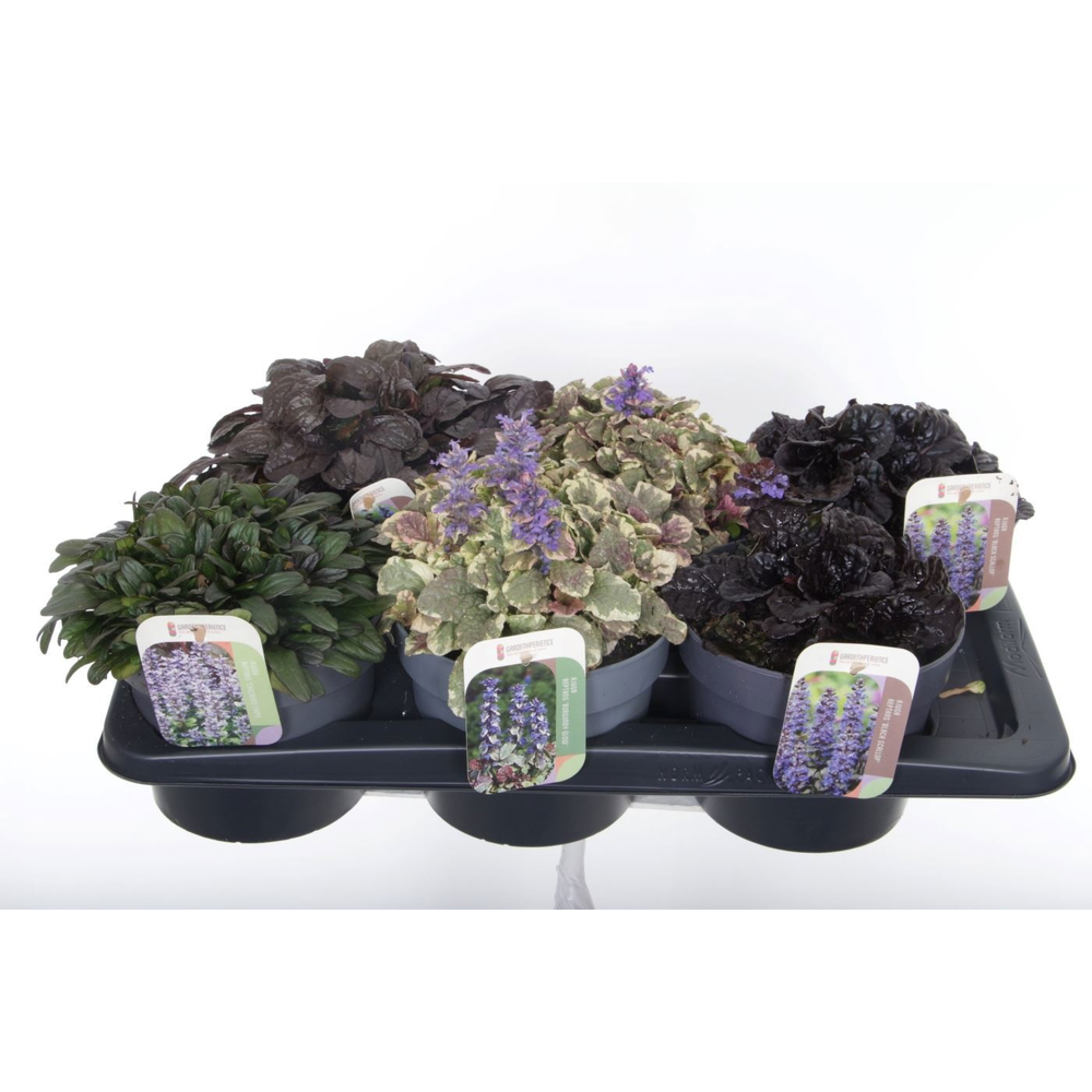Ajuga reptans mix tray.