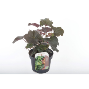 Heuchera micr. Palace Purple.