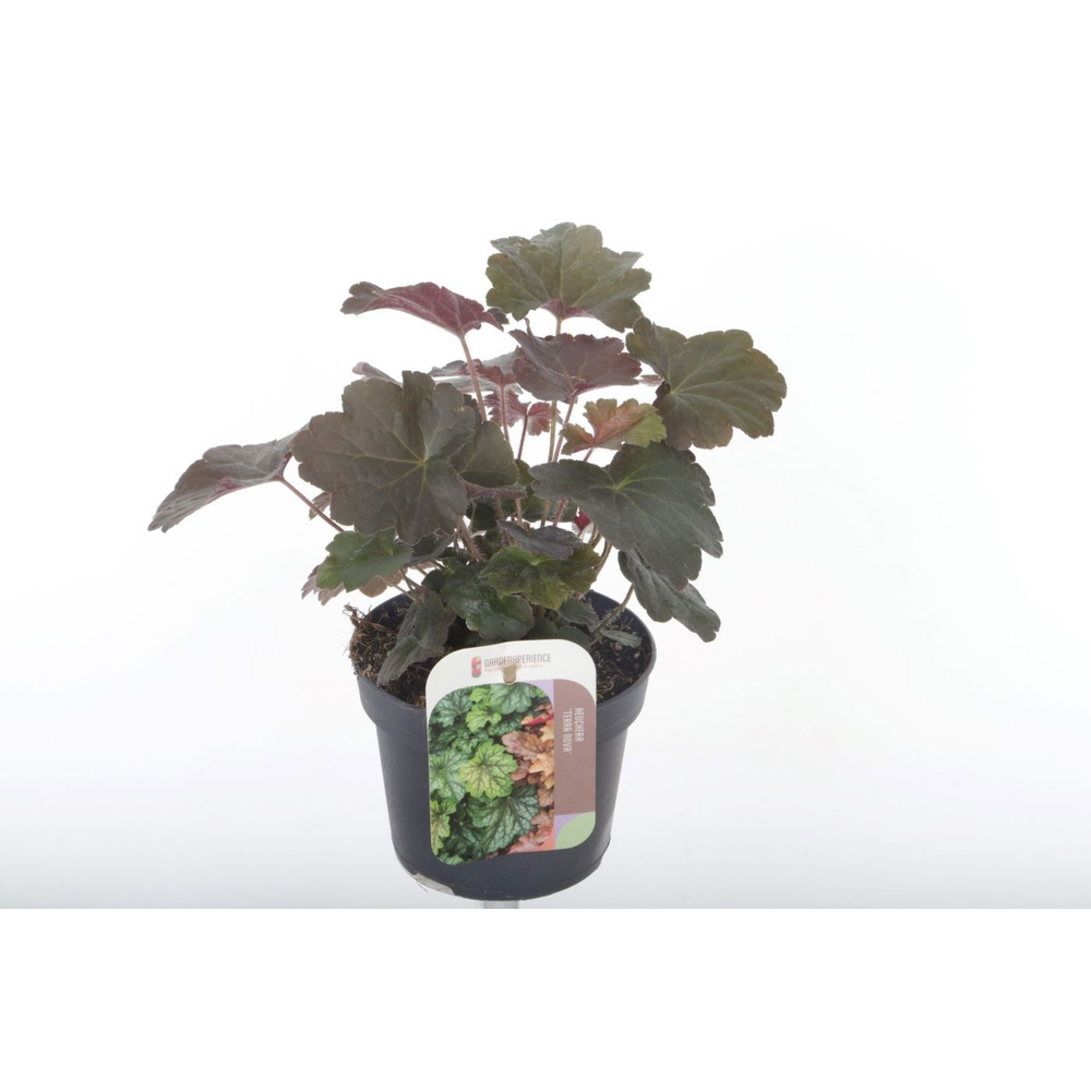 Heuchera micr. Palace Purple.