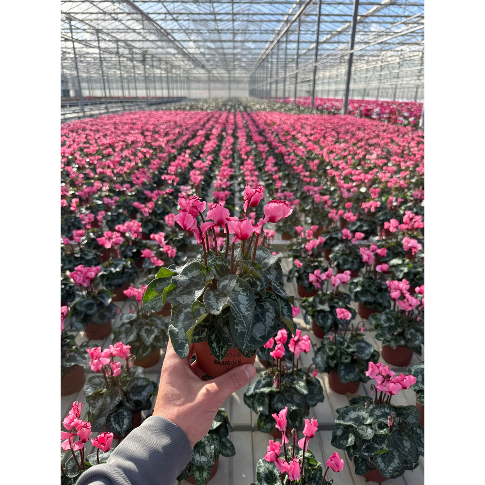 Cyclaam Victoria Pink.
