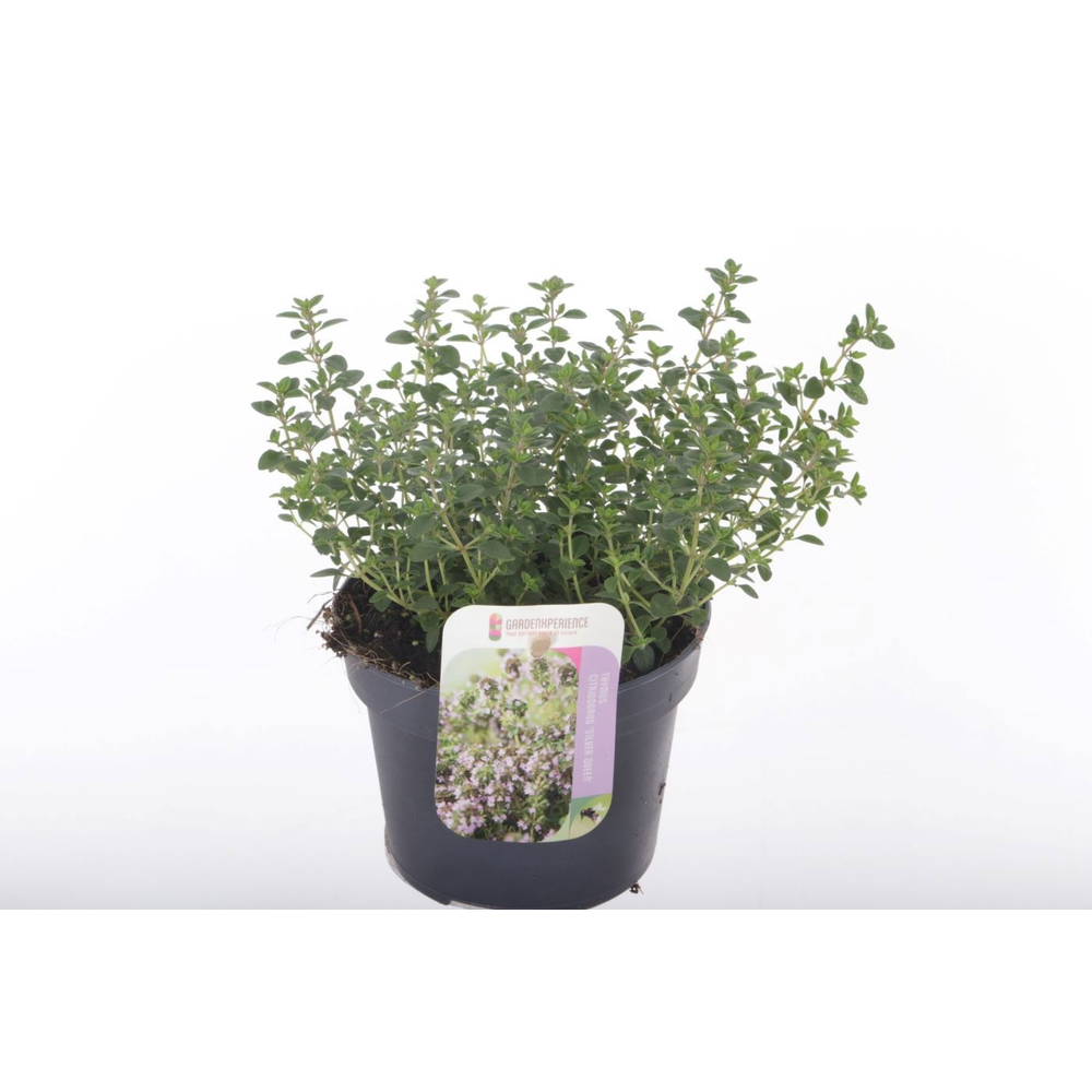 Thymus citr. Silver Queen.