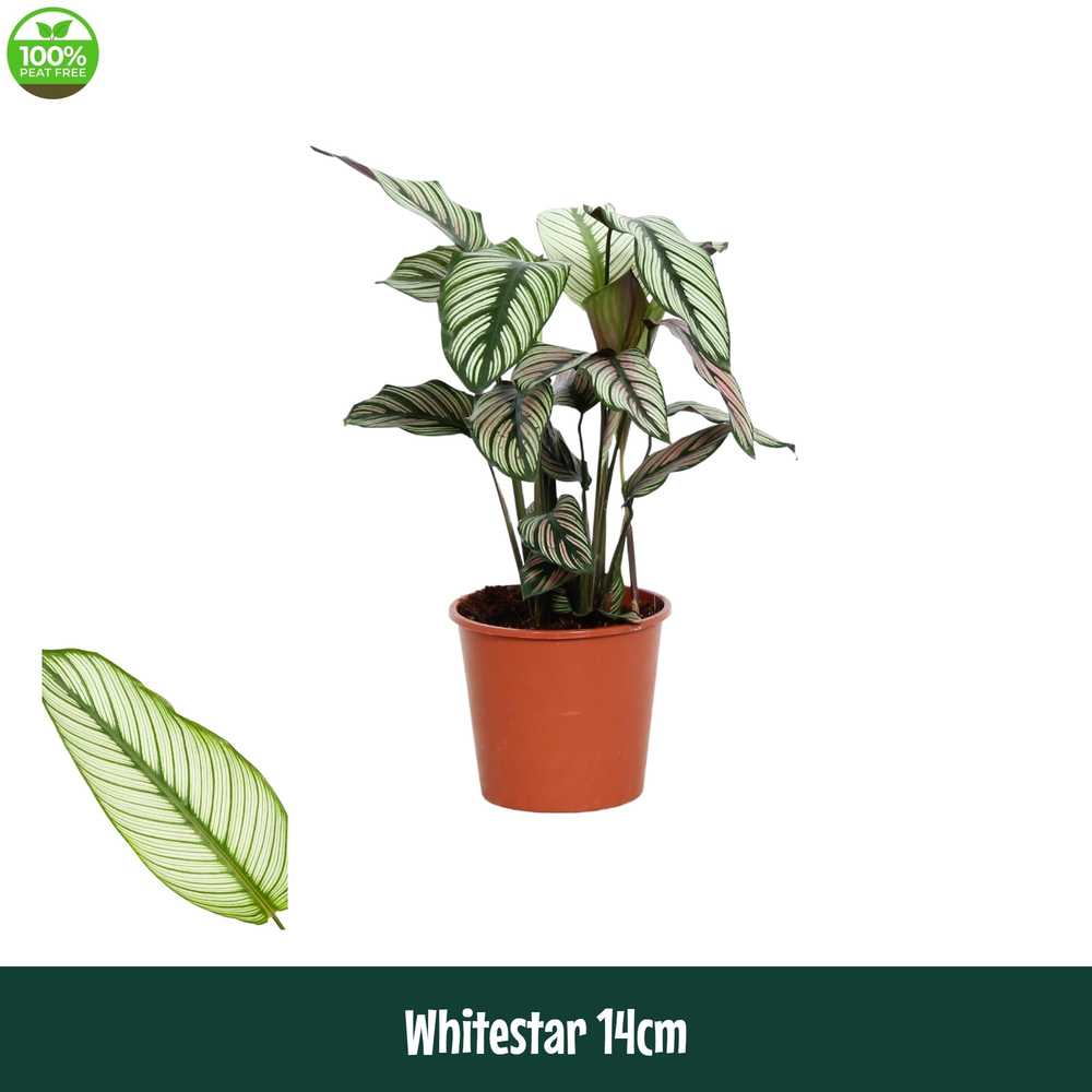 Calathea 14cm Whitestar.