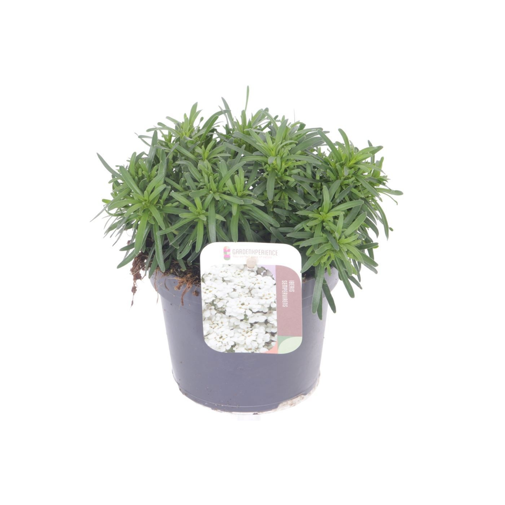 Iberis sempervirens Snow Cone.