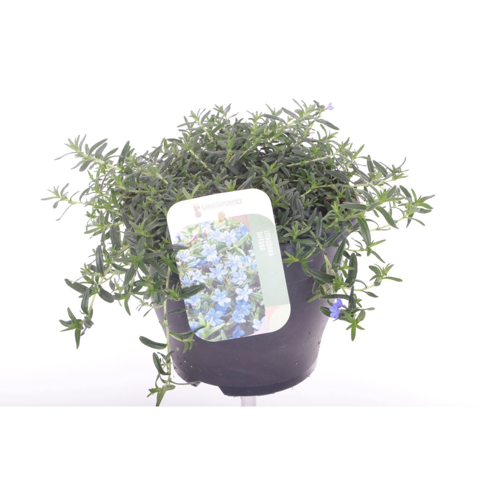 Lithodora diffusa Grace Ward.