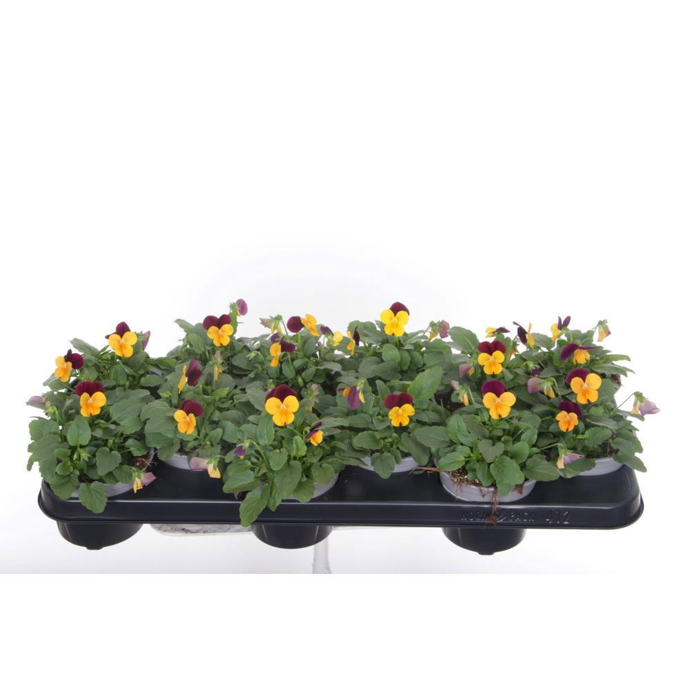 Viola cornuta Sorbet Orange Purp JU.