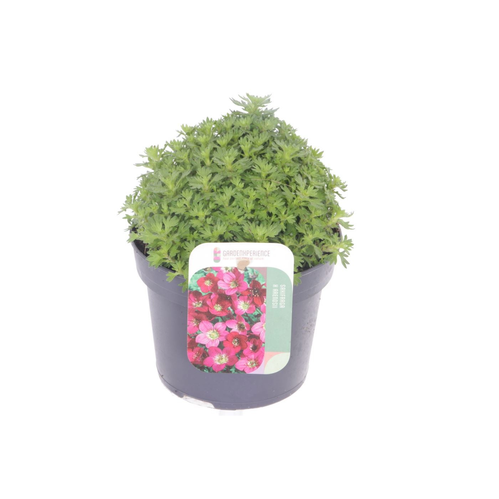 Saxifraga Alpino red.