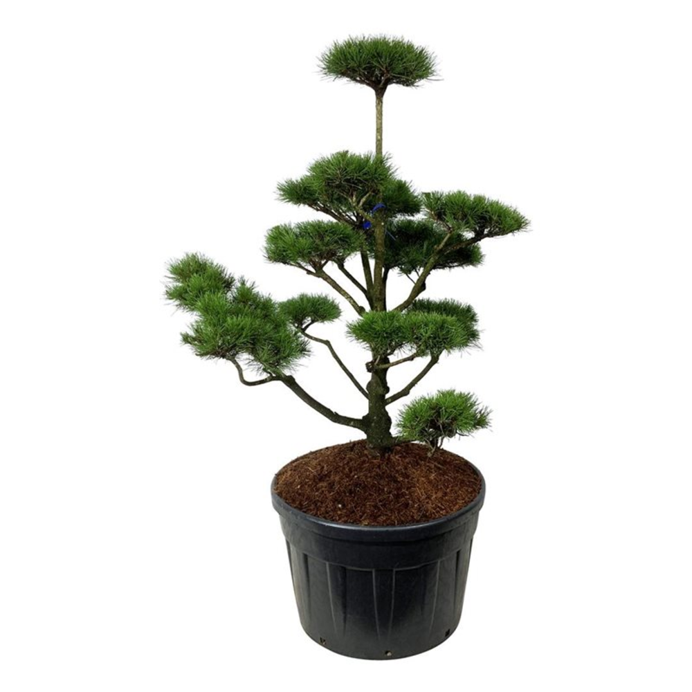 Pinus contorta.