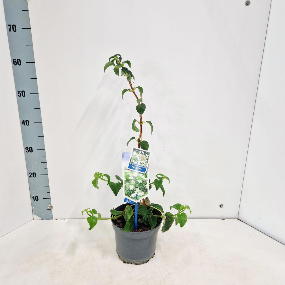 Hydrangea anomala petiolaris --gestokt 40 cm.