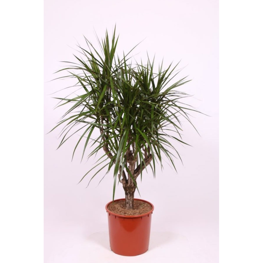 Dracaena marginata.
