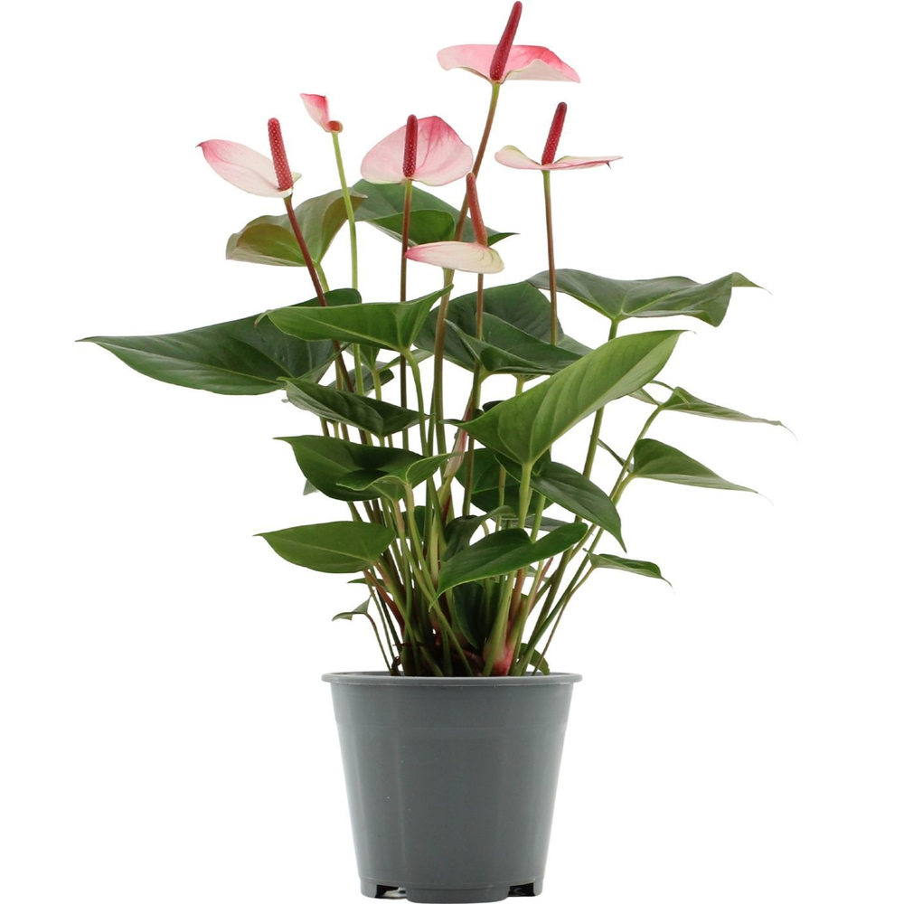 Anthurium Amalia Elegance in transparant sleeve.
