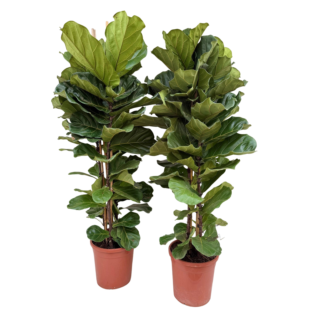 Ficus lyrata P32 toef.