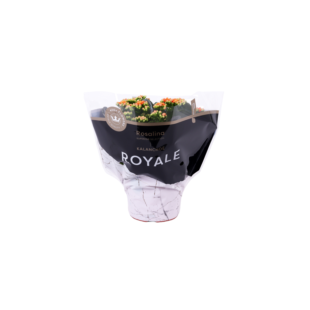 Kalanchoe Rosalina 15cm Royale Pedro oranje.