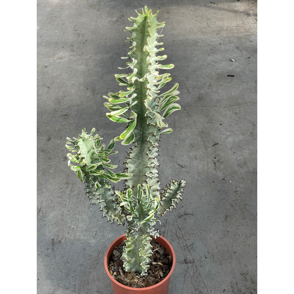 Euphorbia marmorata 19 cm.