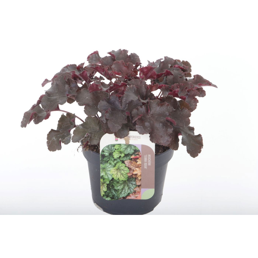 Heuchera Melting Fire.