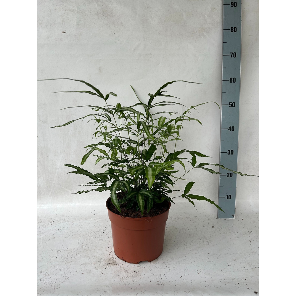 Pteris Cretica 'Albolineata' (Vleugelvaren).