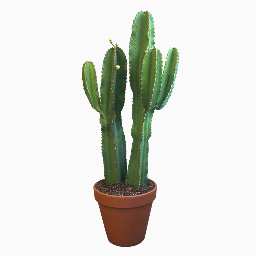 Euphorbia ingens 35 cm.